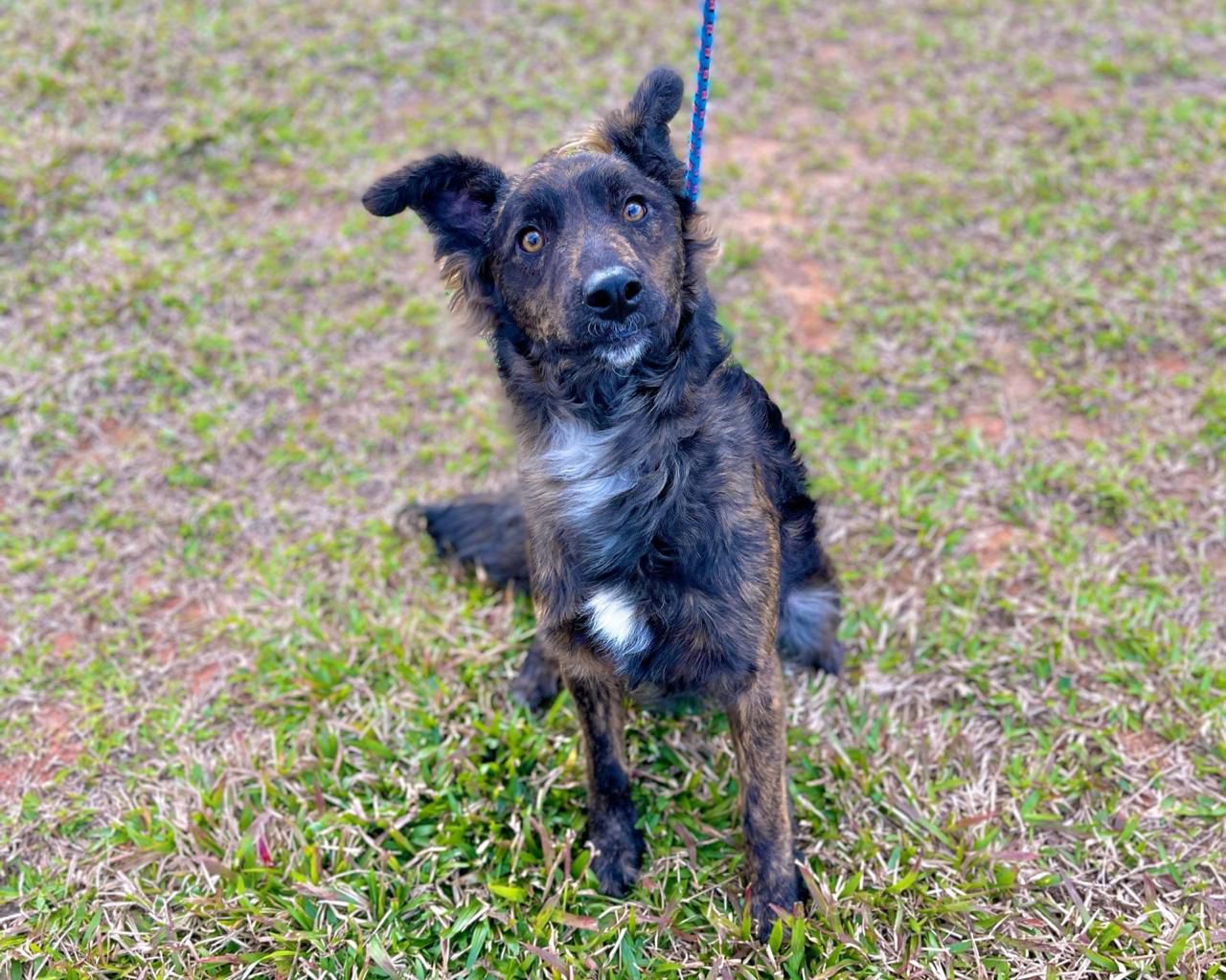 PREFEITURA FACILITA ACESSO A ANIMAIS DISPONÍVEIS PARA ADOÇÃO